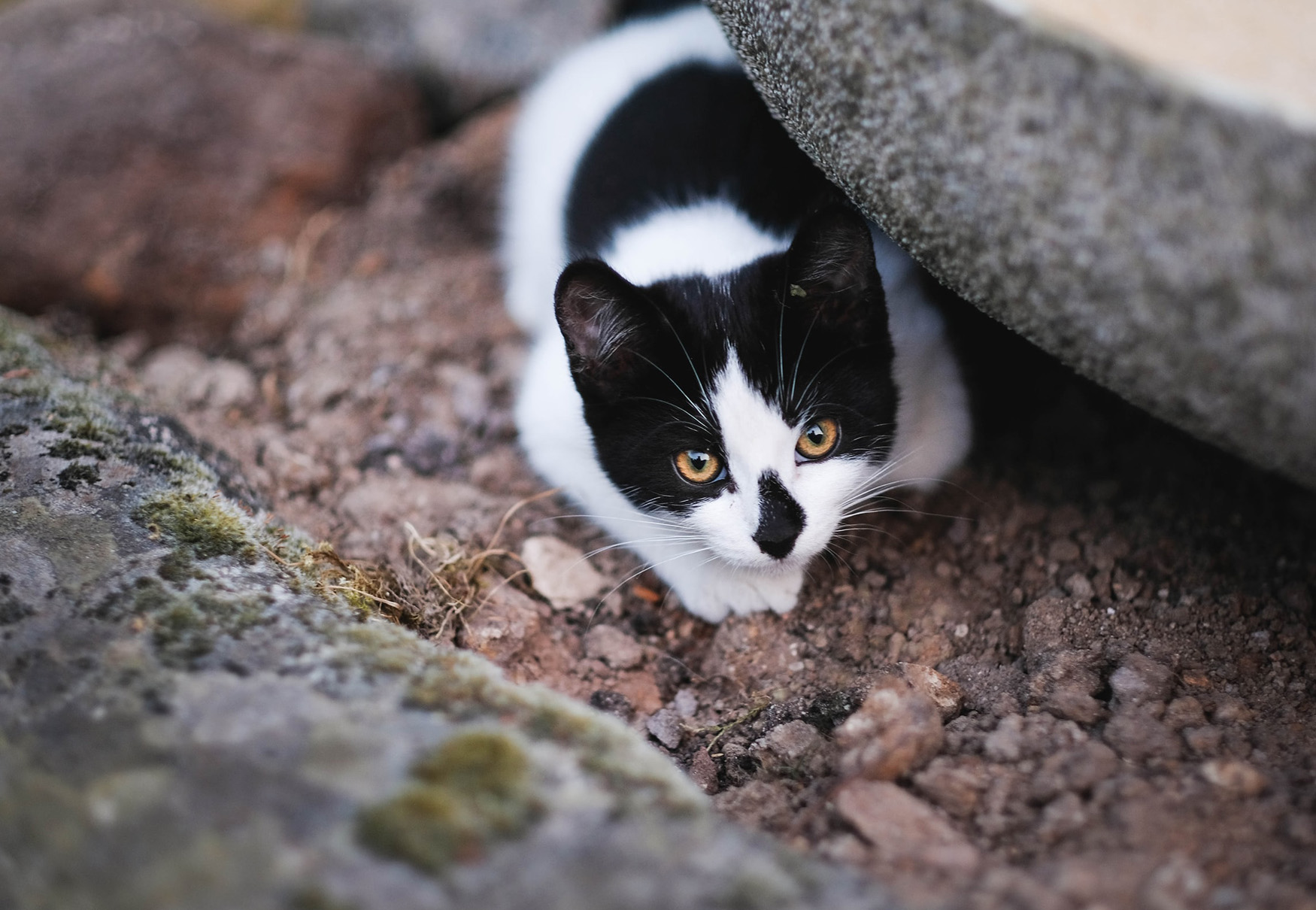 gatto nel bosco