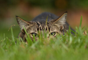 Gatti portano animali morti, perché lo fanno e cosa vogliono dirci