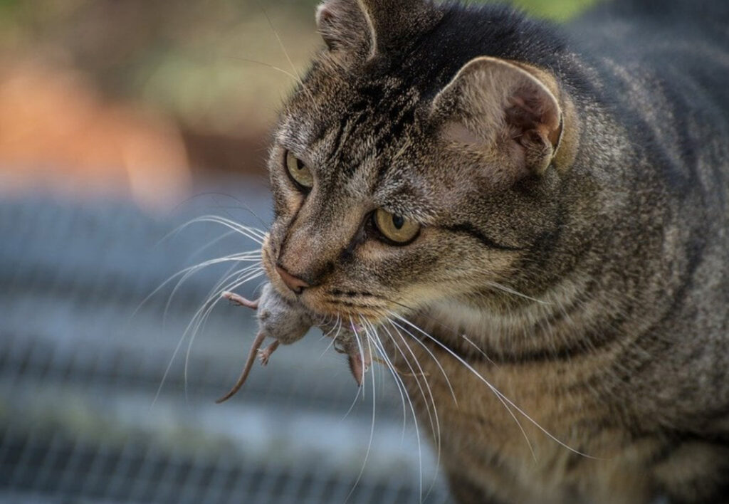 gatto con topo fra i denti