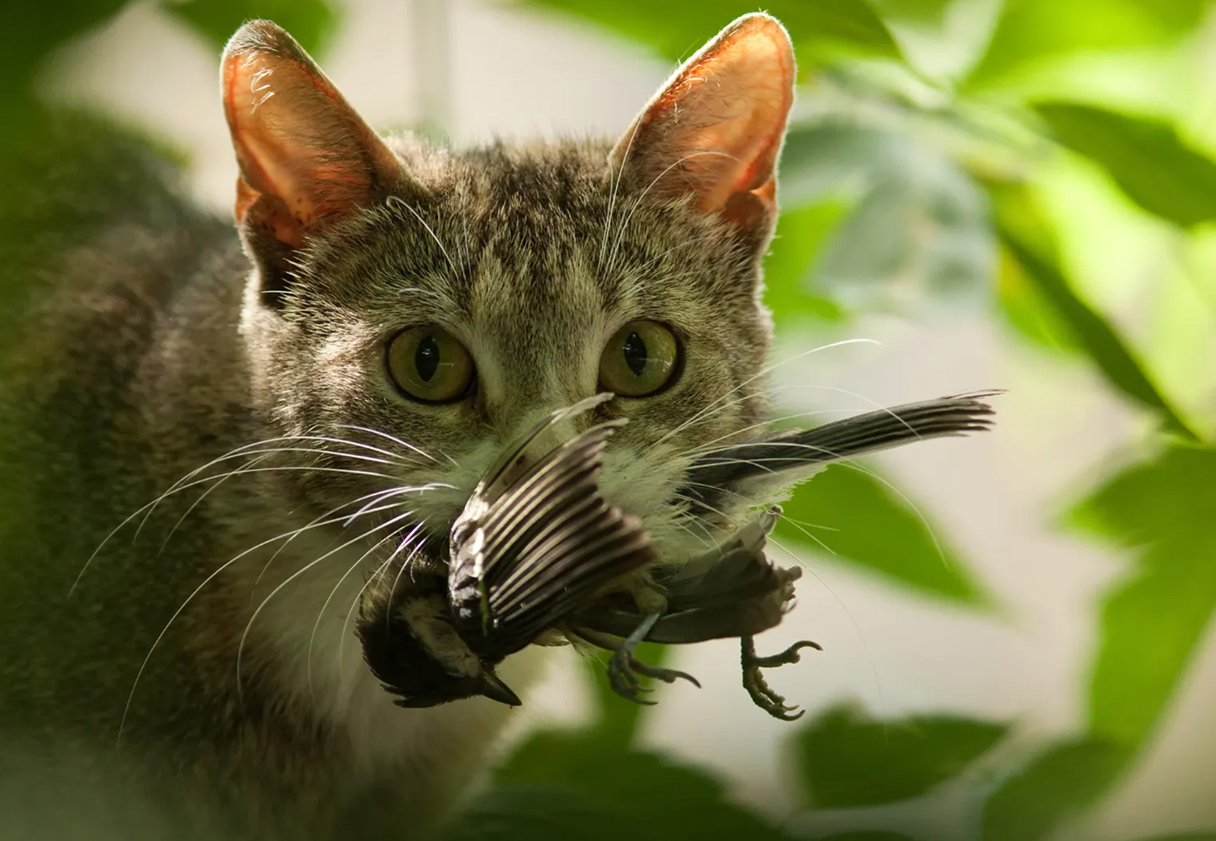 gatto ha catturato uccellino