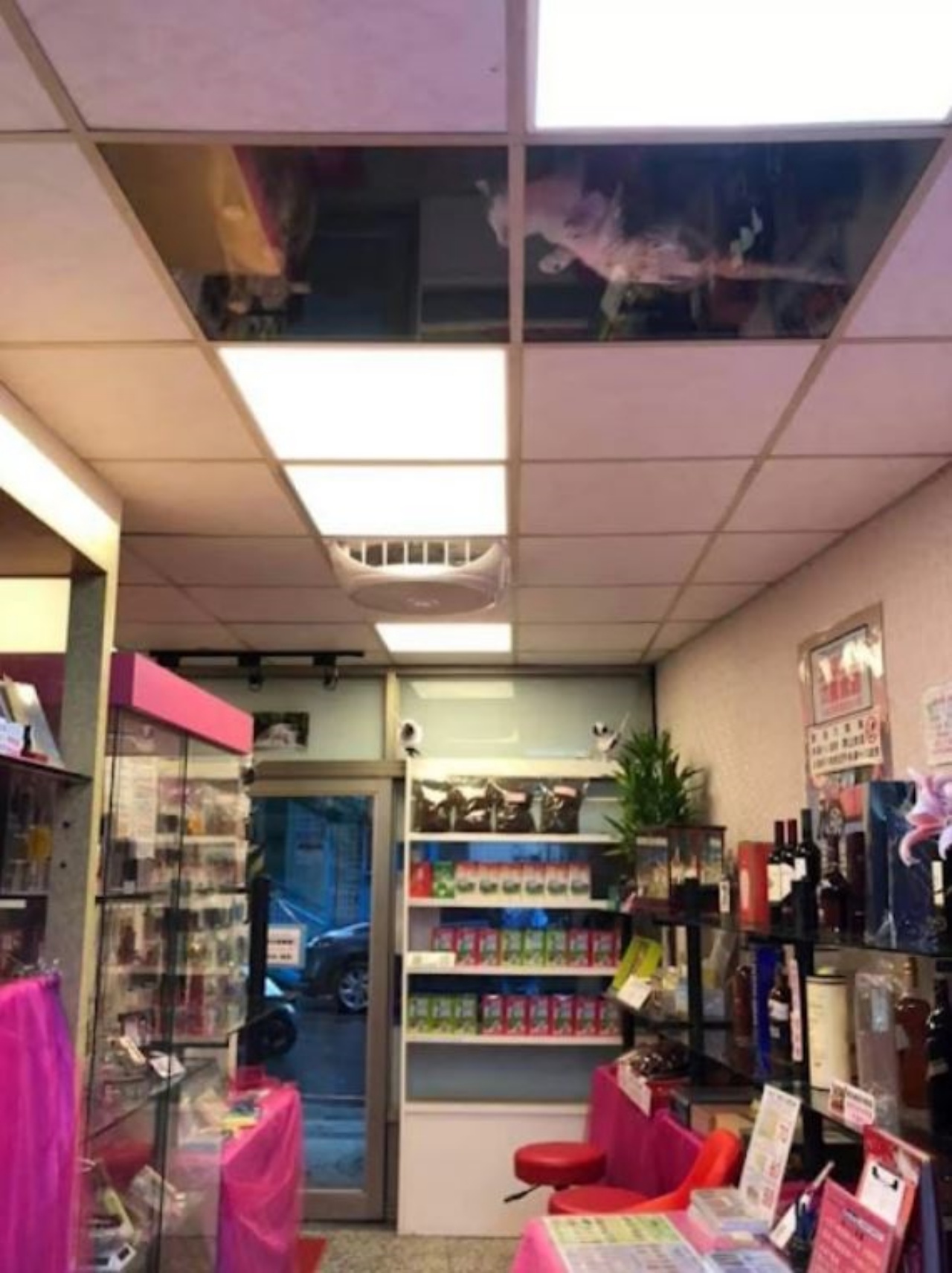 Dei gatti su un lucernario di un negozio