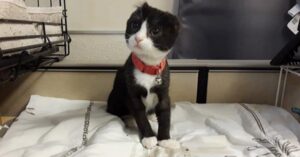 La gattina ha perso le sue orecchie, ma i volontari del rifugio hanno deciso di crearne un paio per lei