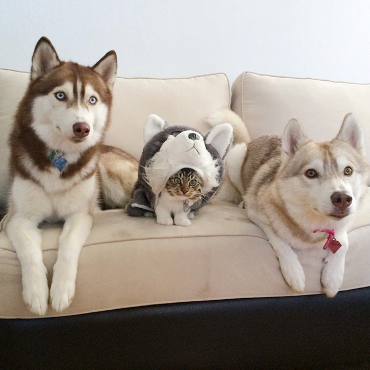 gattina con gli amici husky