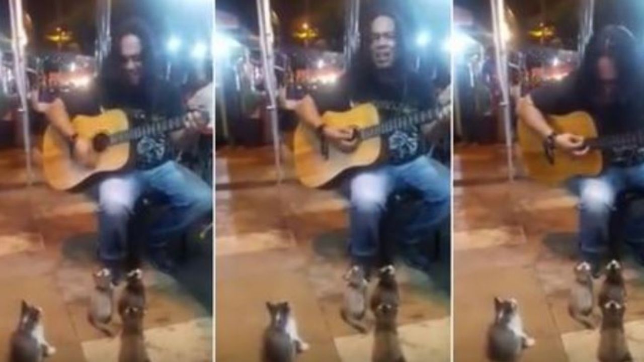 Un ragazzo che suona la chitarra davanti a dei gattini
