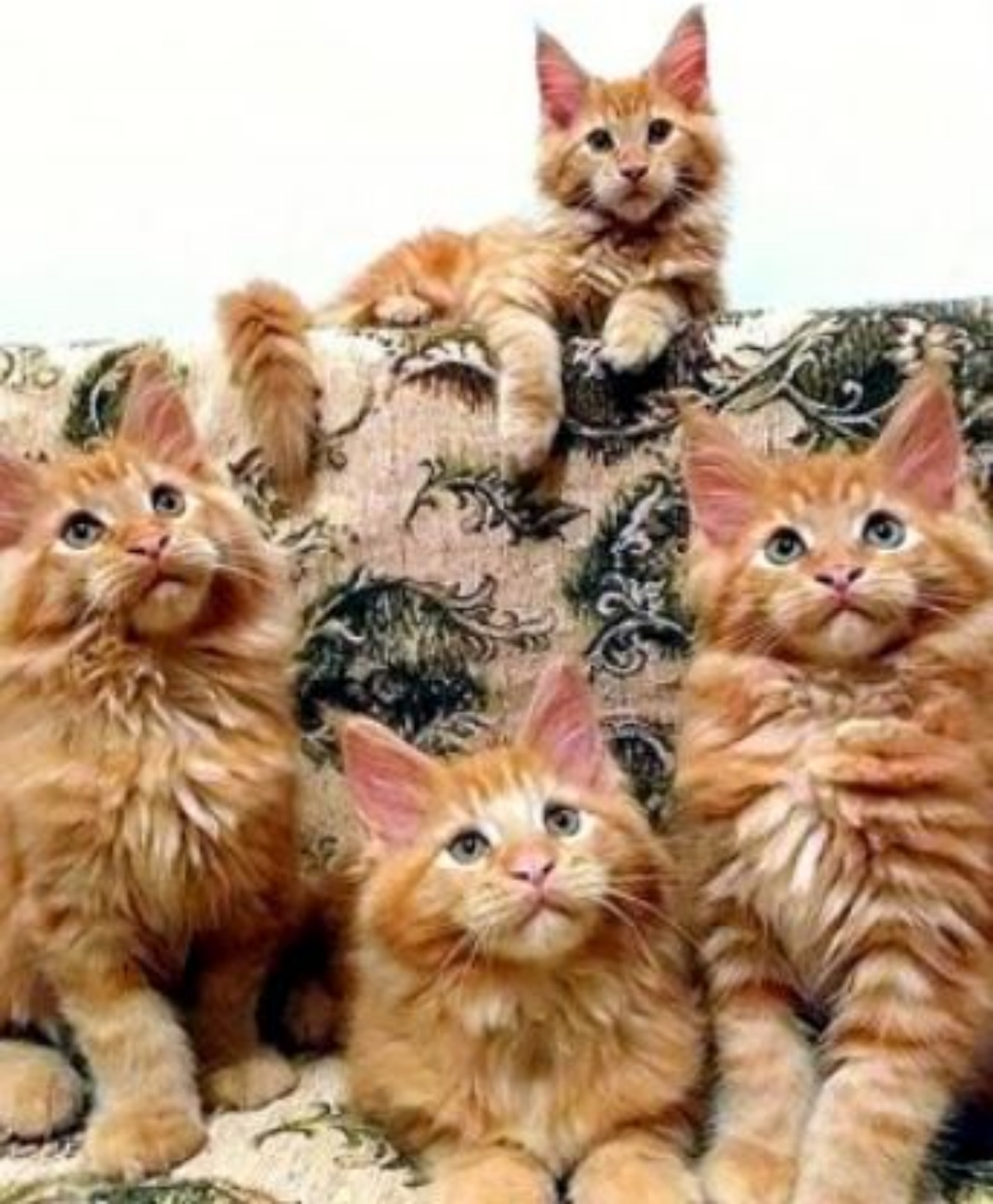 dei gattini sul divano