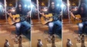 L’artista di strada dedica il concerto ai gattini e la situazione non potrebbe essere più adorabile di così