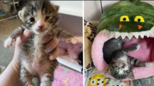 Ha perso tutti i suoi fratellini, ma alla fine questa gattina è riuscita a conquistare la felicità