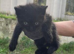 Salvato un gattino sul Vesuvio; ora si chiama Lapillo!