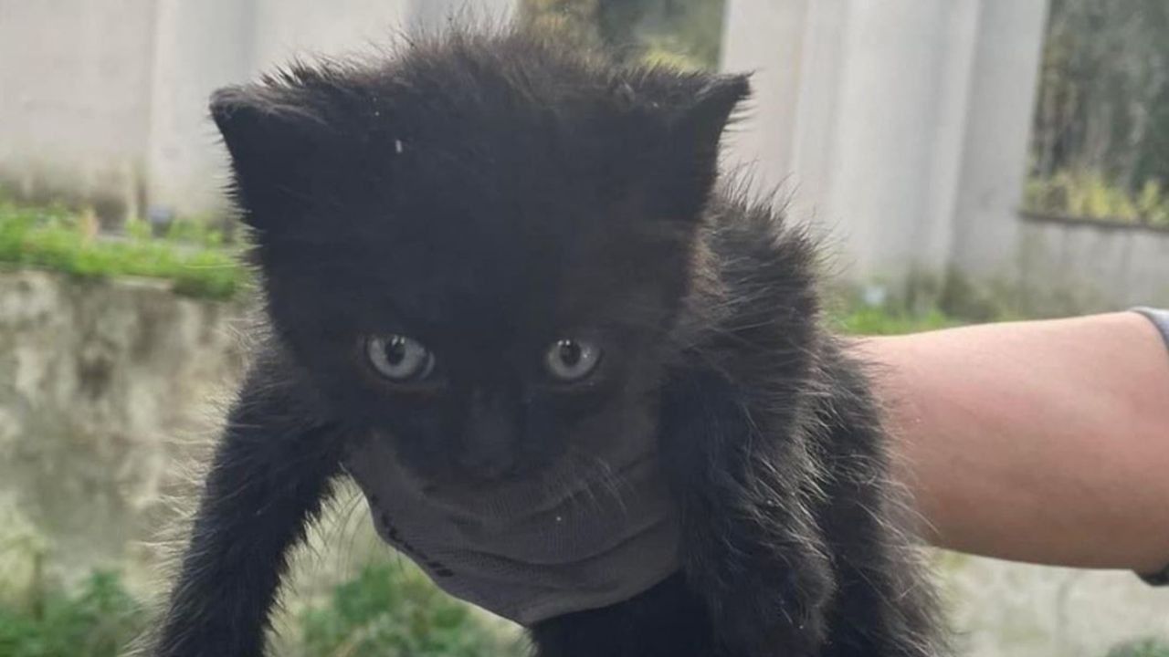 Un gattino nero di nome Lapillo
