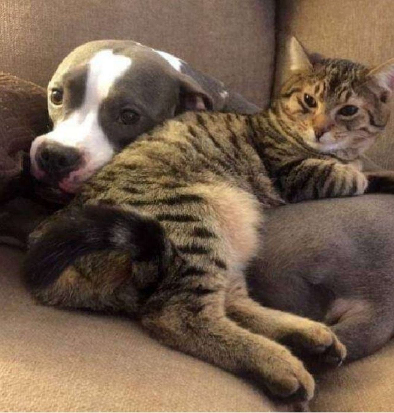 Un cane e un gatto sul divano