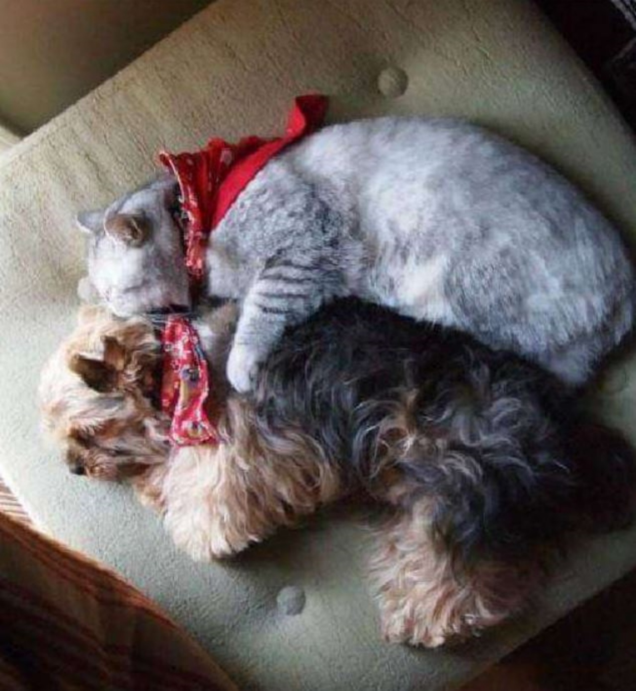 Gatto dorme con un cane su una poltrona