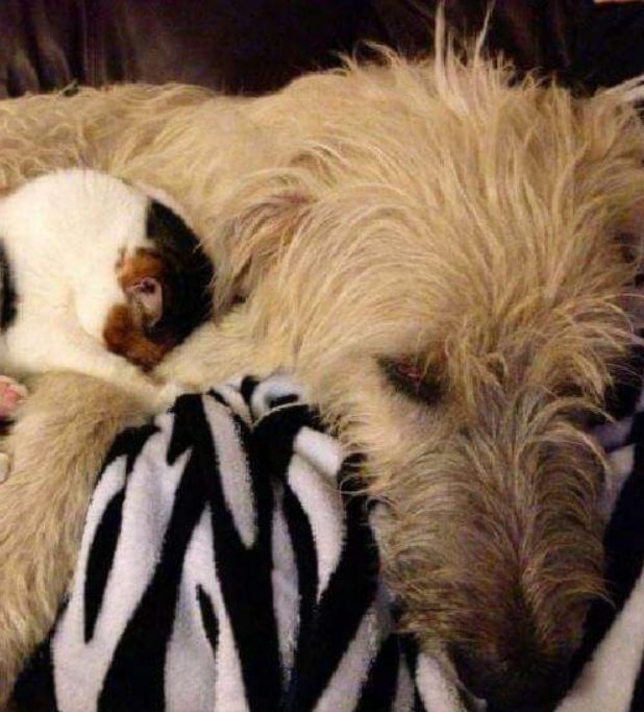 Gatto con la faccia nascosta tra il pelo di un cane