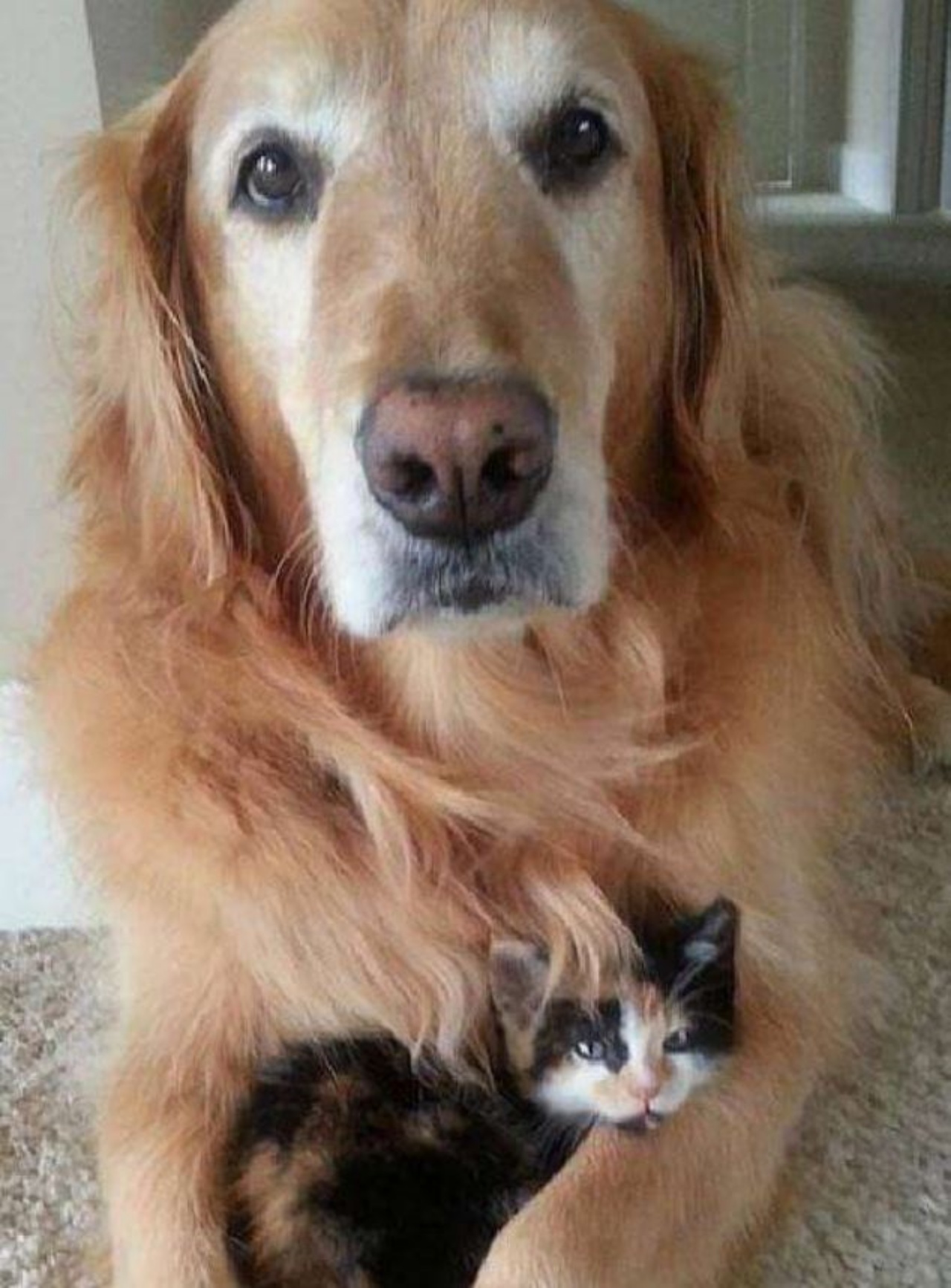 Cane protegge un gattino
