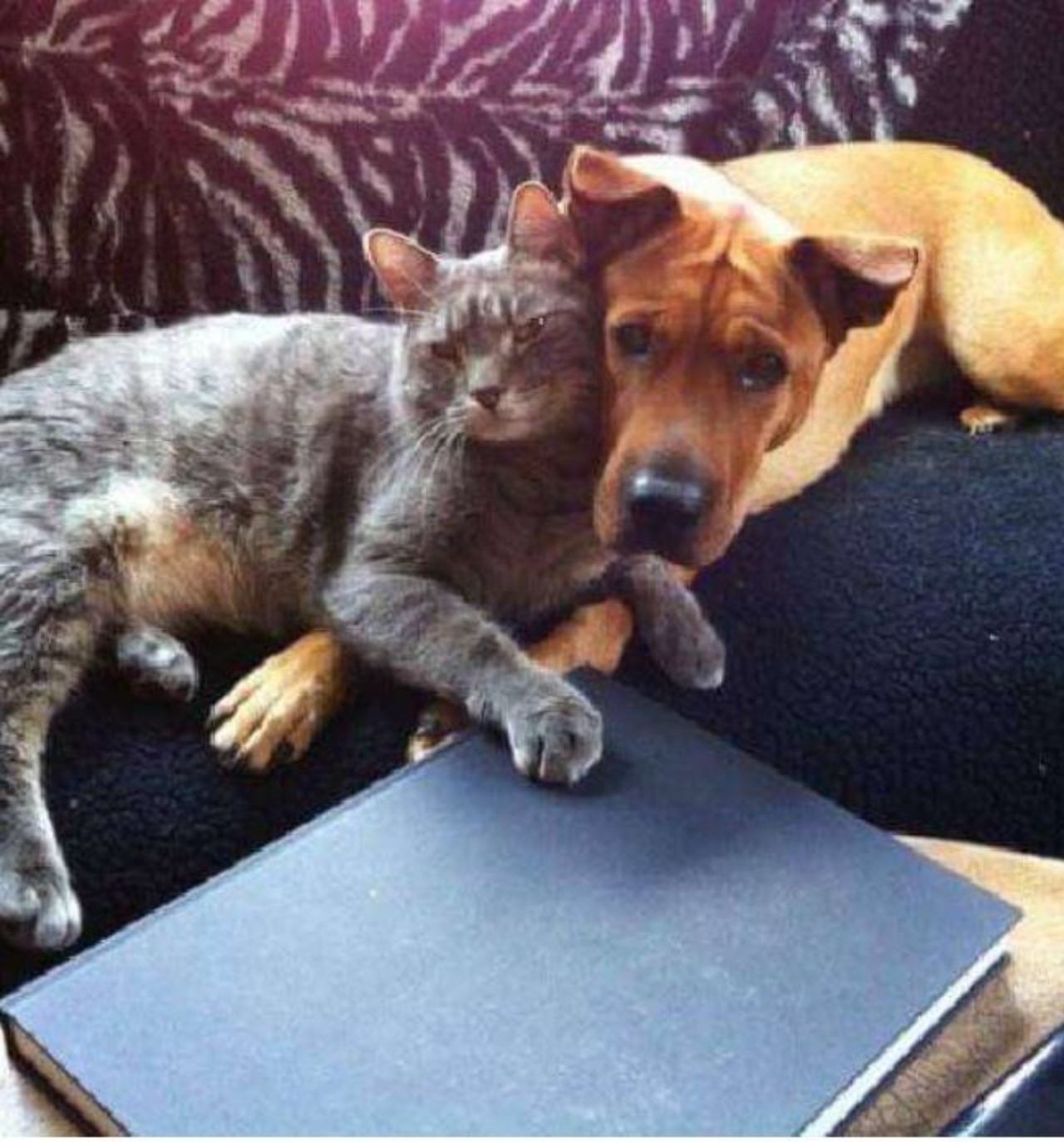 Cane e gatto complici sul divano
