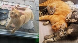Questo gatto randagio ha scelto una casa in cui vivere ed è diventato il tutor dei gattini più piccoli