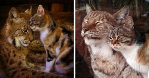 Il gatto randagio e la lince diventano migliori amici, a dispetto di ogni aspettativa