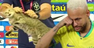Non maltrattare mai un gatto, guarda cosa è successo alla squadra di calcio brasiliana dopo averlo fatto