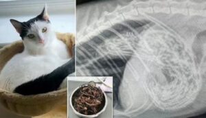 Attenzione agli elastici per capelli: il veterinario ha dovuto fare i salti mortali per salvare questo gatto