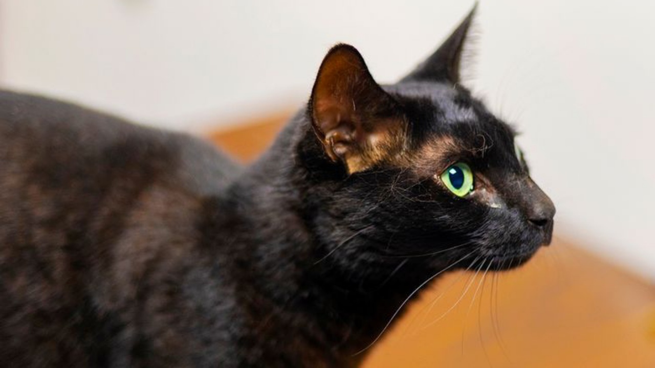 gatto nero scappato dall'aeroporto