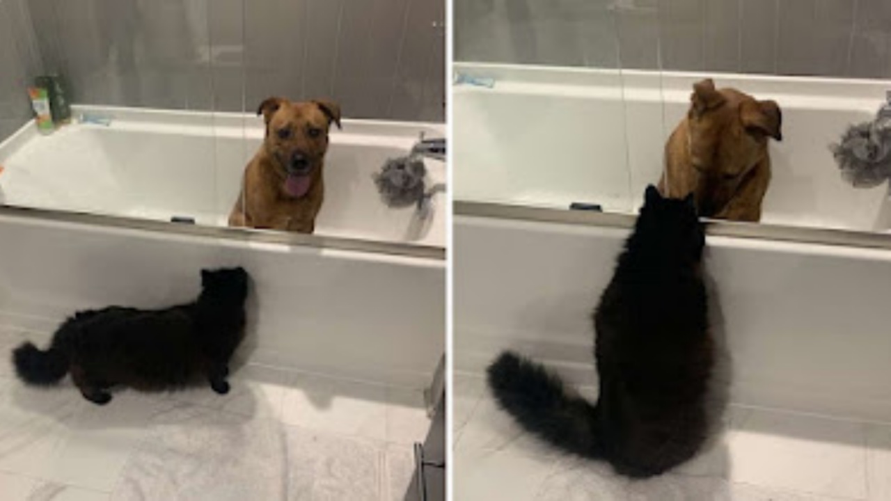 gatto e cane insieme nella vasca