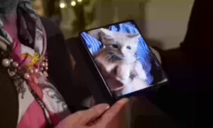 Gattino conteso da due mamme adottive: la storia di Oreste