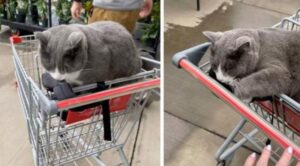 Il gatto dalla faccia tosta non esita e sale sul carrello di una donna mentre fa la spesa