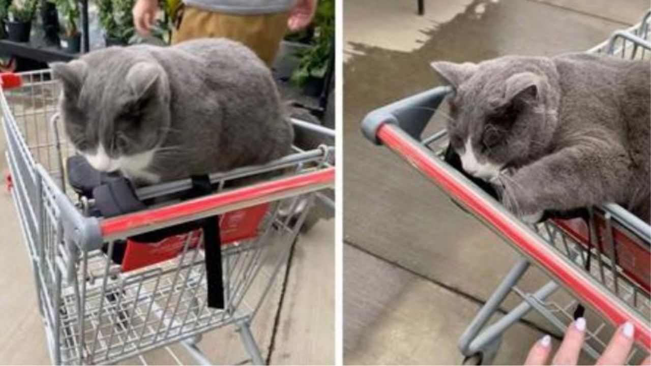Un gatto su un carrello della spesa