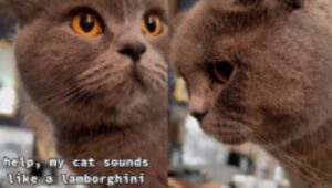 Un gatto che riesce a riprodurre il rombo di una Lamborghini? Eccolo qui!