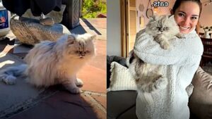 Comprano casa e il gatto si unisce immediatamente a loro; voleva far parte della famiglia!