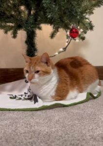 Questo gatto non riesce proprio a farsi contagiare dallo spirito del Natale
