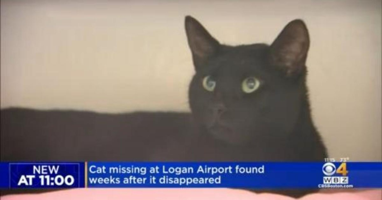 gatto catturato in aeroporto
