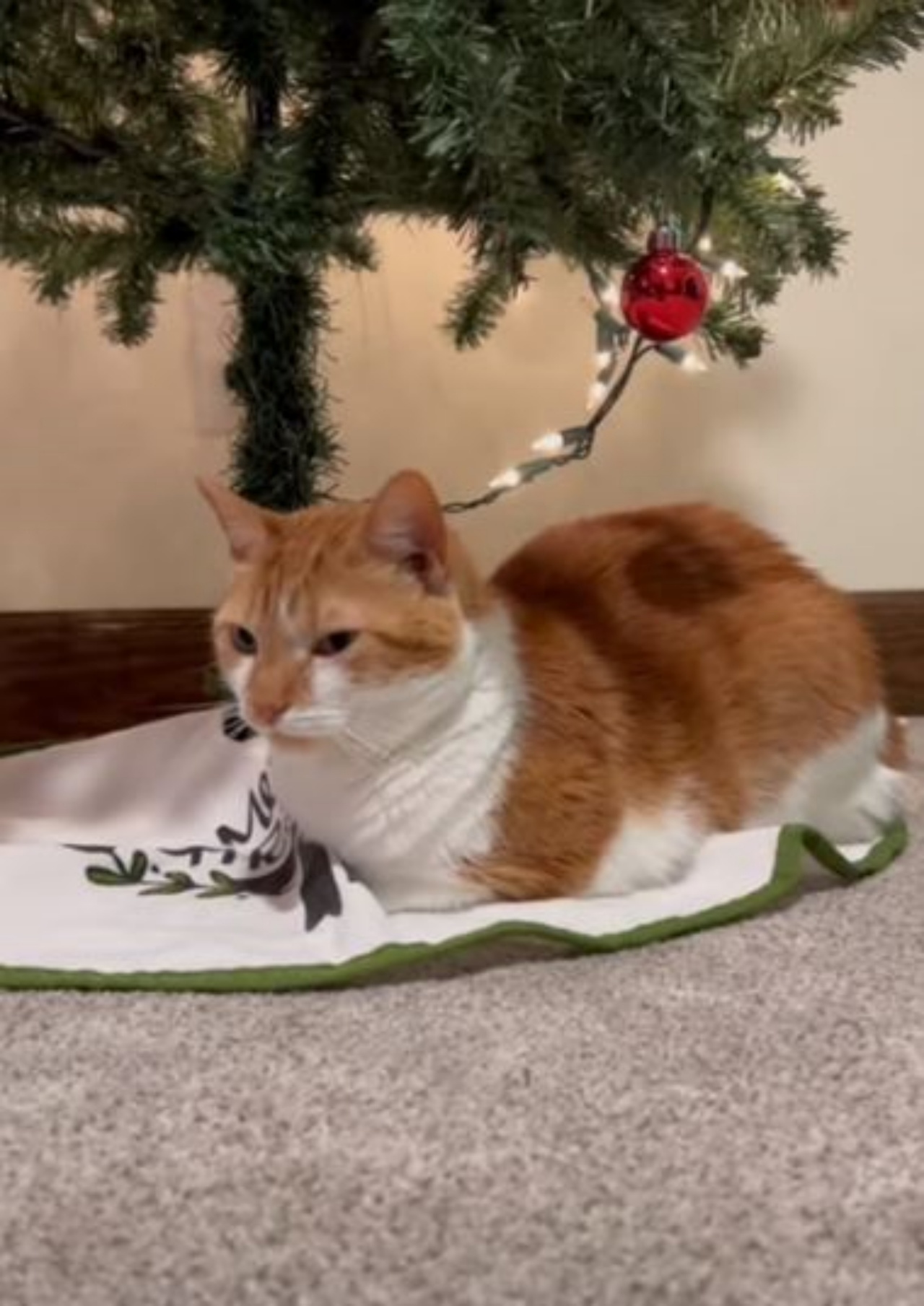 Un gatto sotto l'albero di Natale