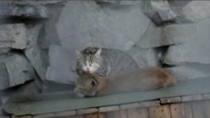 Questa gatta ha adottato un cucciolo davvero speciale che era stato rifiutato dalla sua mamma
