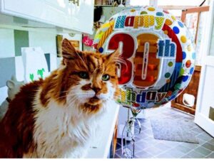 Perde il gatto nel 1988 e ora il pelosetto ha 30 anni ed è di nuovo a casa sua!