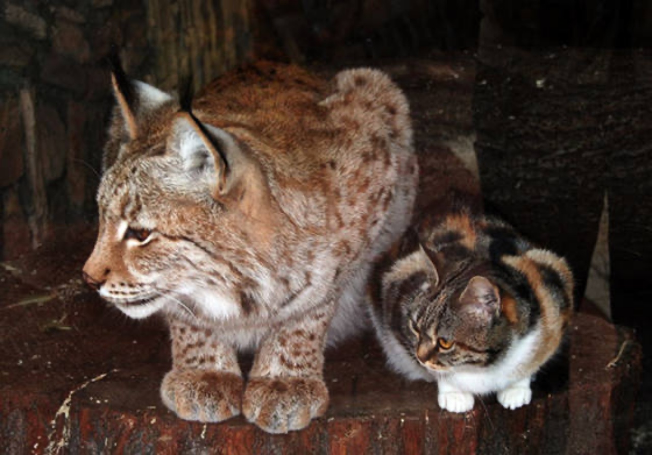 lince e gatto vicini