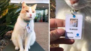 Il gatto controllava ogni giorno gli accessi in ospedale: si è guadagnato il suo tesserino da guardia di sicurezza
