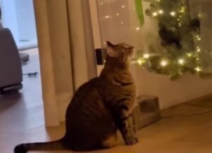 Come impedire al proprio gatto di rovinare l’albero di natale: ecco una tecnica infallibile (VIDEO)