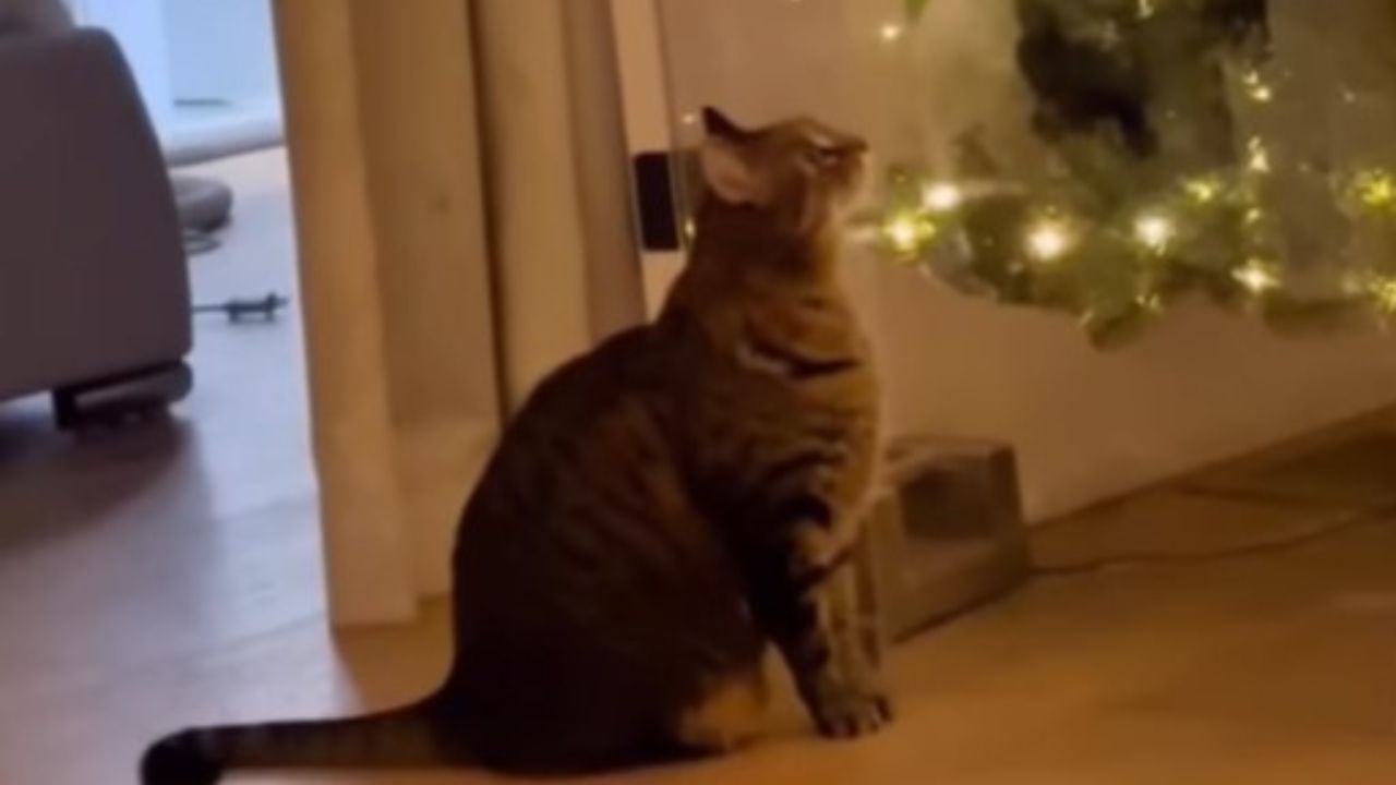 gatto guarda l'albero