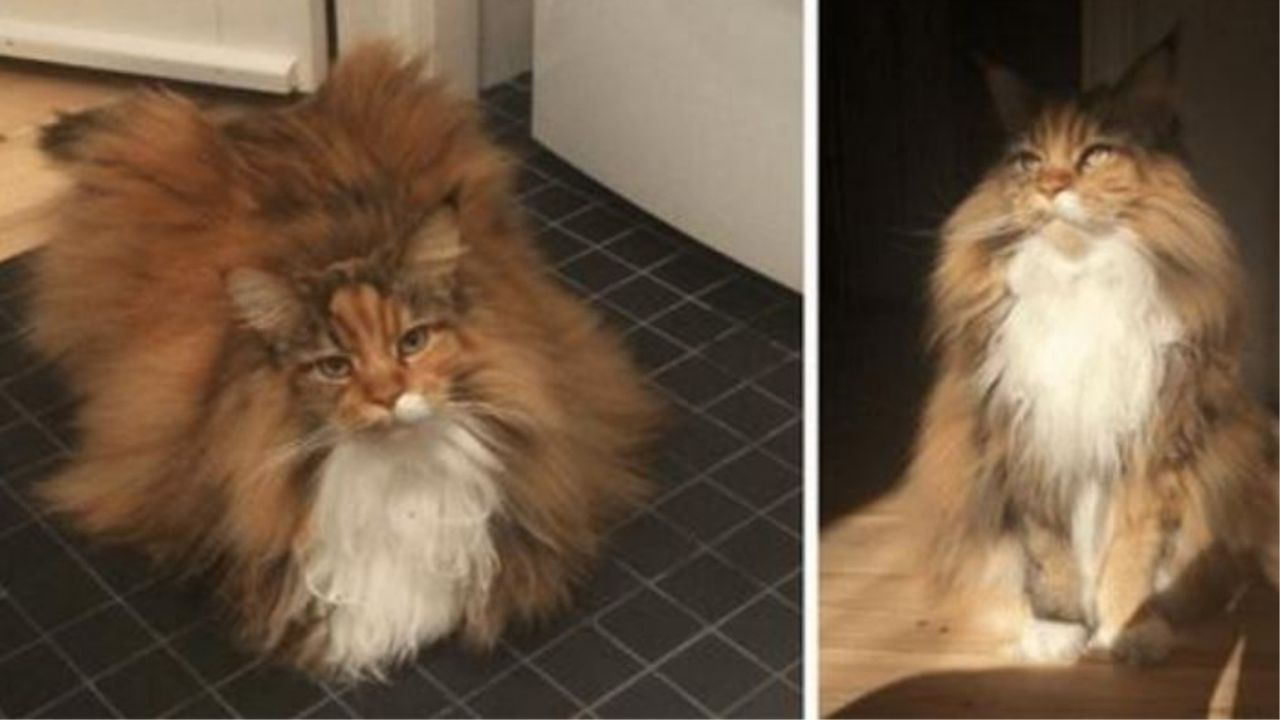 un gatto Maine Coon di nome Pixel