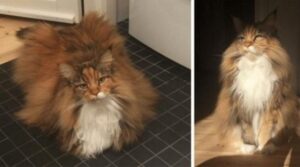 Fidatevi: questo Maine Coon è la nuvola di pelo più morbida che abbiate mai visto