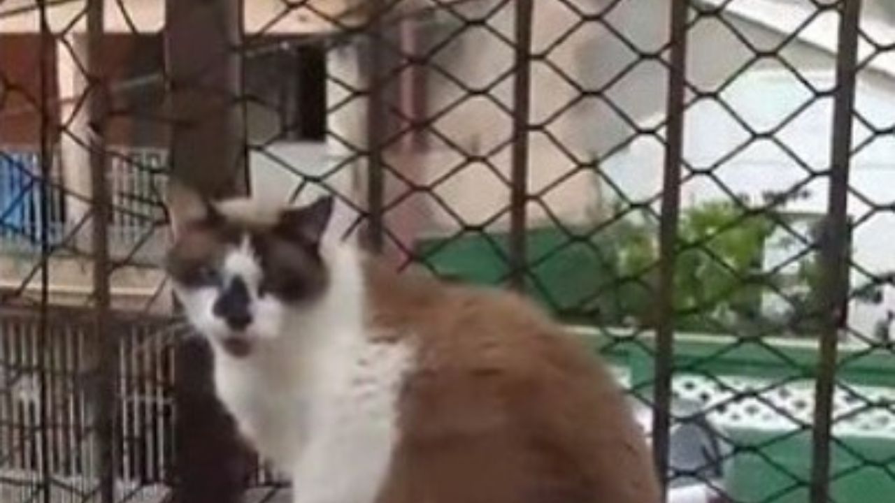 gatto su un muretto