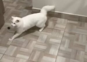 Il gatto bianco salta assieme alla pallina lanciata dalla padrona ma lo fa in modo davvero strambo e scoordinato (VIDEO)