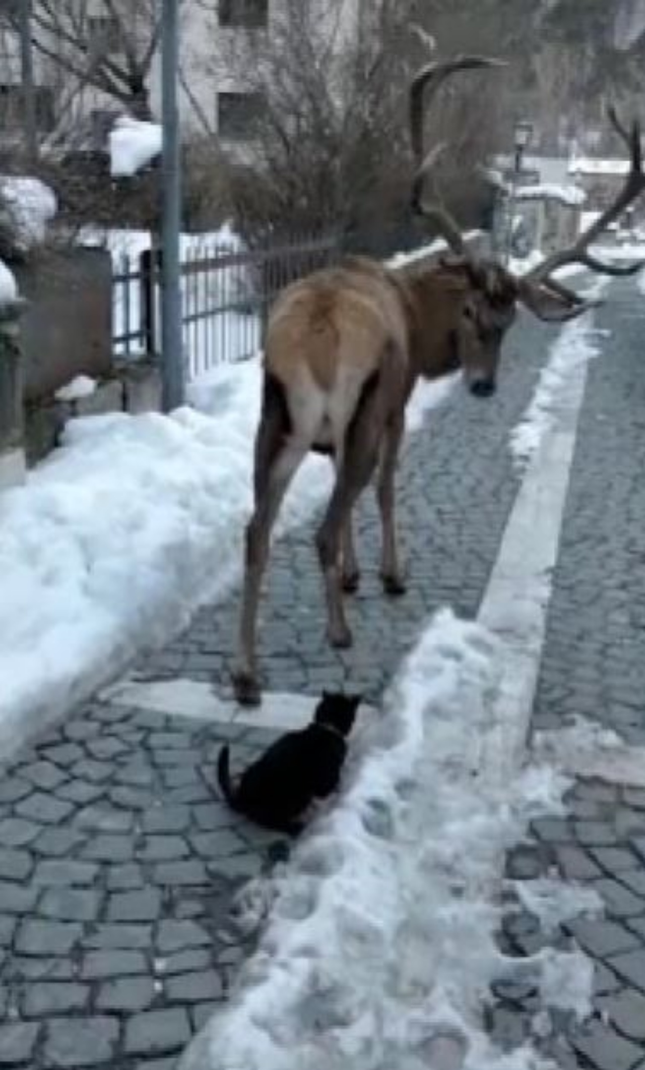 Un gatto con un cervo in strada