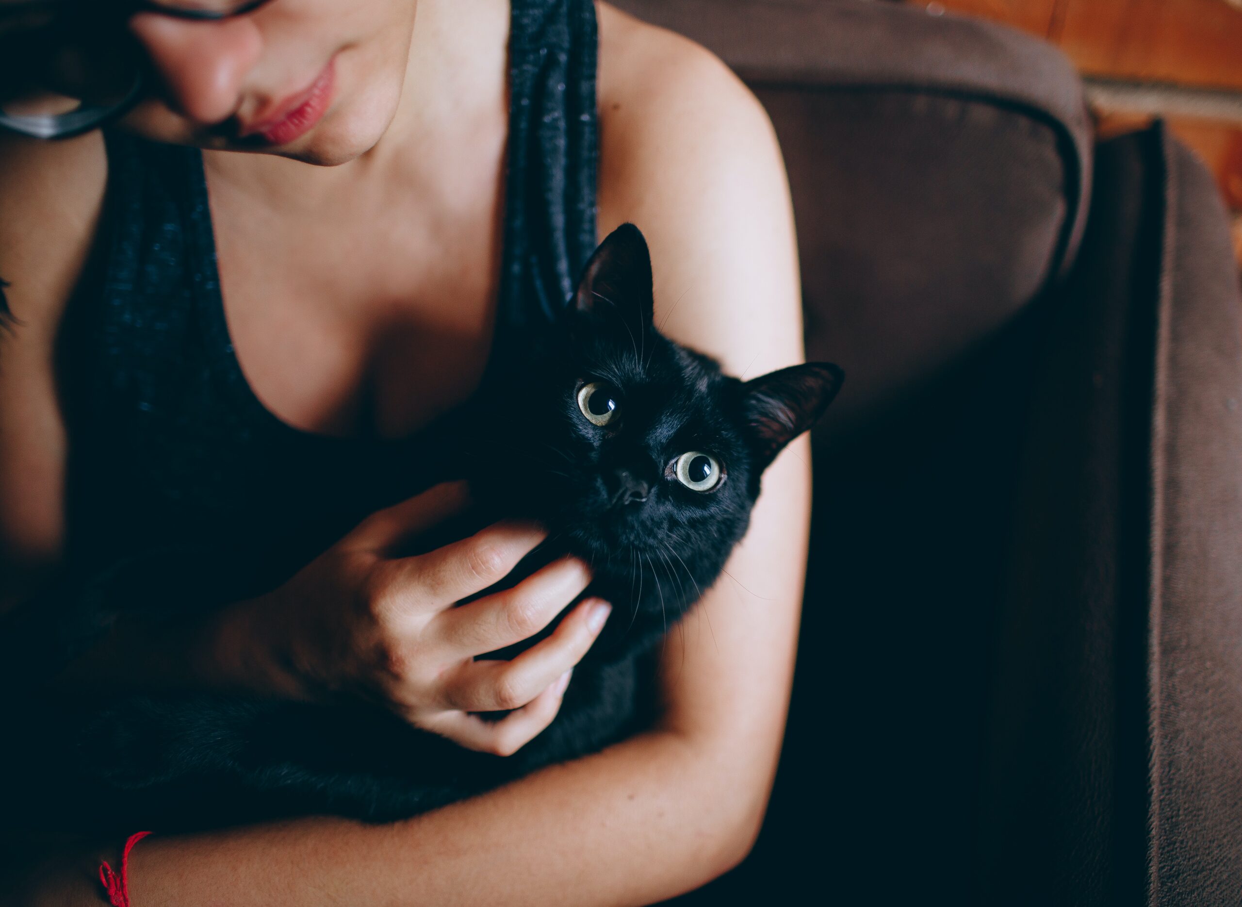 gatto nero coccolato