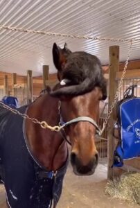 Questo gattino ama passare il tempo con il suo amico cavallo. Alcune scene sono veramente esilaranti (VIDEO)