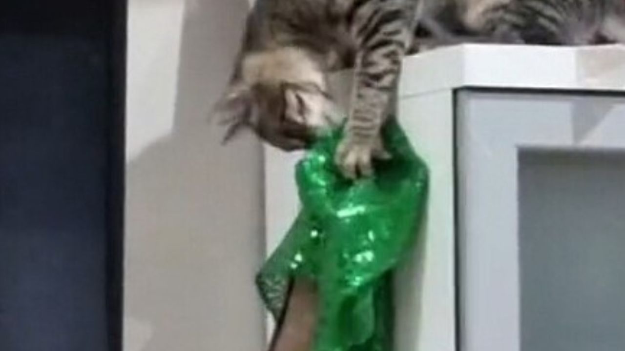 gatto morde decorazione verde