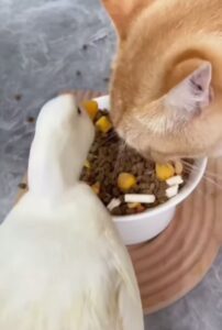 Il gattino ha coinquilino invadente che lo disturba sempre mentre mangia; per fortuna è molto paziente (VIDEO)