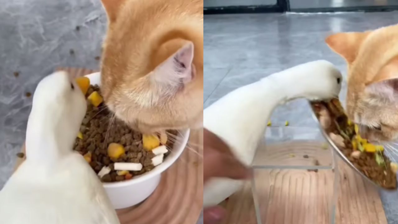 gatto condivide cibo
