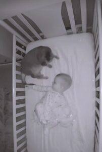 Il bambino smette di piangere e la mamma scopre il motivo con il baby monitor: a consolarlo c’era il gatto di casa (VIDEO)