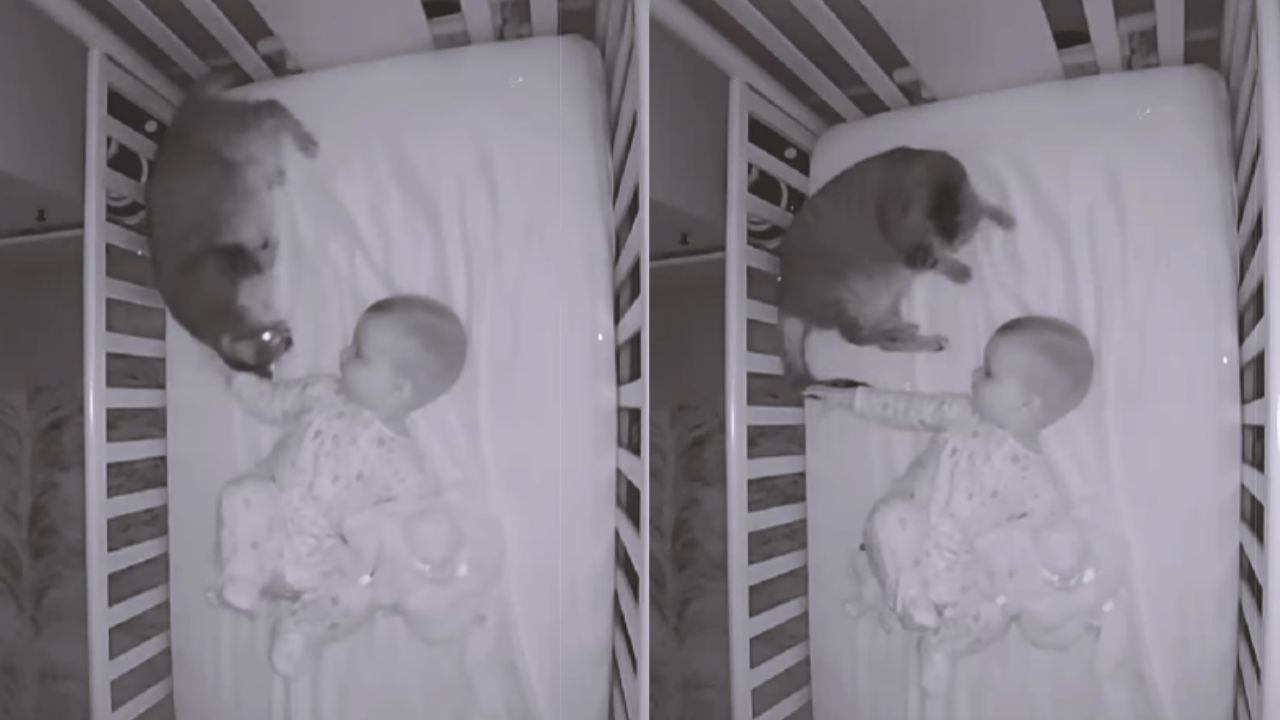mamma controlla gatto e bimbo con il monitor